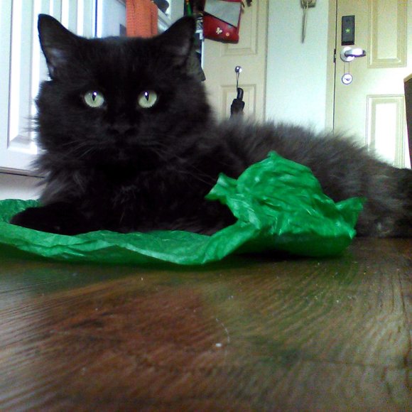 Meet your Posher, Michella - Picture 1 of 1